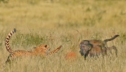 Lost Cheetah Calling Brother Attracts Aggressive Baboons Instead