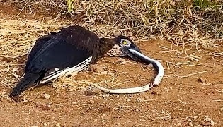 Dead Snake Fights Back and Chokes Bird