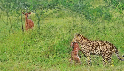 Lamb Cries for Mom to Help Save him frome leopard