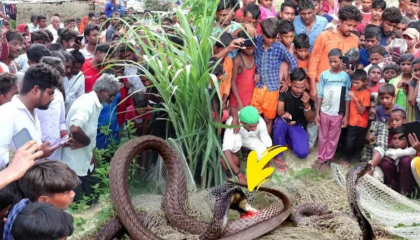 प्रयागराज जिले में, एक जाल में फंसे नाग नागिन के जोड़े को देखकर मचा हड़कंप
