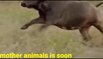 mother's animals is soon 2023