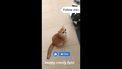 funny animals video comedy ??