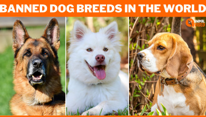 The 10 Most Banned Dog Breeds In The World  What Dog Breeds Are So Dangerous