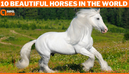 10 Most Beautiful Horses on Planet Earth  Beautiful Horses in the World  Anima