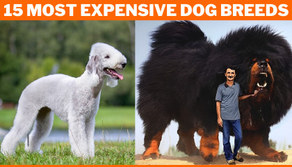 The High Cost of Canine Luxury: 15 Most Expensive Dog Breeds in the World