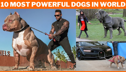 10 Most Powerful Dogs in the World 2023  Top 10 Strongest Dog Breeds