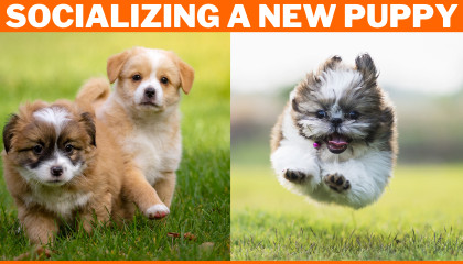 Socializing a New Puppy: A Comprehensive Guide for New Puppy Owners