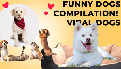 Funny Dogs Compilation! ? Viral DOGS  Laugh Out Loud with Viral DOGS  Animal
