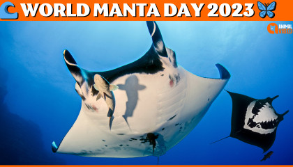 🌊 Dive into the Beauty of the Deep! 🌊 World Manta Day 2023 🦋