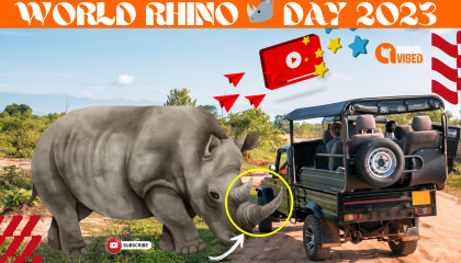 Unlocking Rhino Secrets 🦏  World Rhino Day 2023 Guide  Animal Vised Exclusive