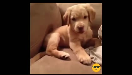 funny videos in animals fact