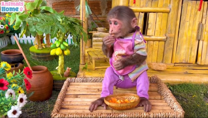 बेबी बंदर खेत से सब्जियां और फल कैसे घर लेकर आता है। Animals Beby