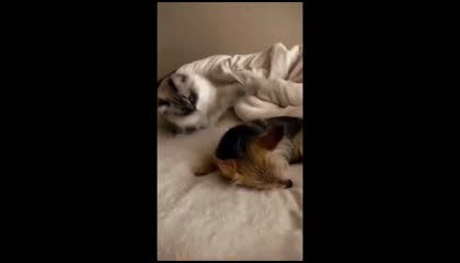 Funny animals - Funny cats / dogs - Funny animal videos 2023 - Part 6/Haypyy Pet