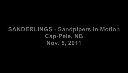SANDERLINGS - Sandpipers in Motion - Piper - New Brunswick Canada Shore Birds