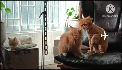 Cute, Cat funny video, Animals funny video