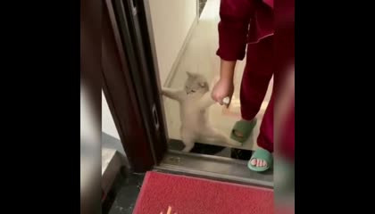 cat don't want to go anywhere