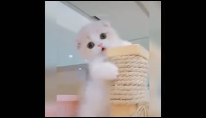 little cute cat playing 😘😍