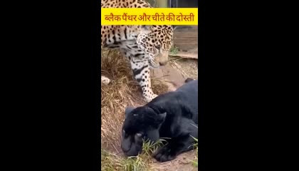 friendship between black panther and cheetah