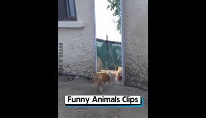 Best funny videos